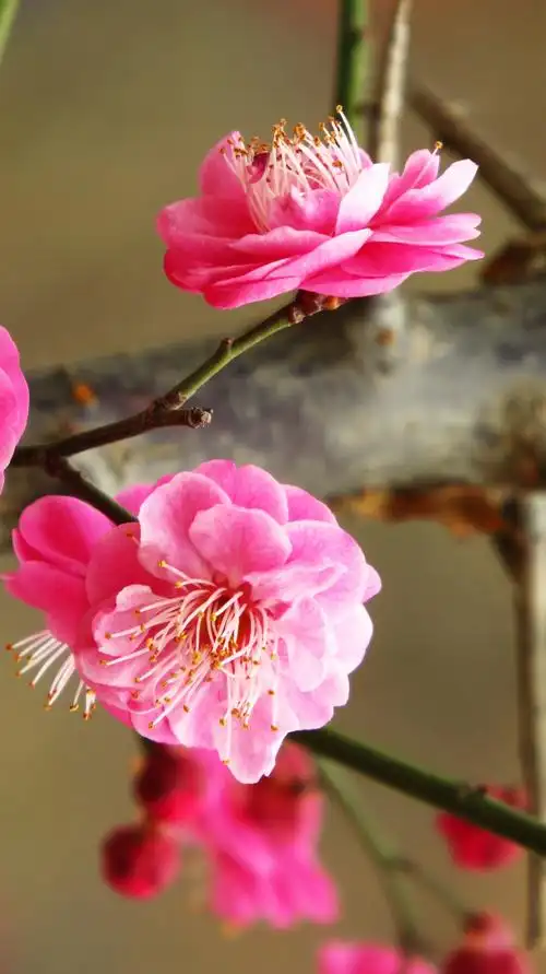 春的气息~王城公园梅花摄影作品(相机版横版)