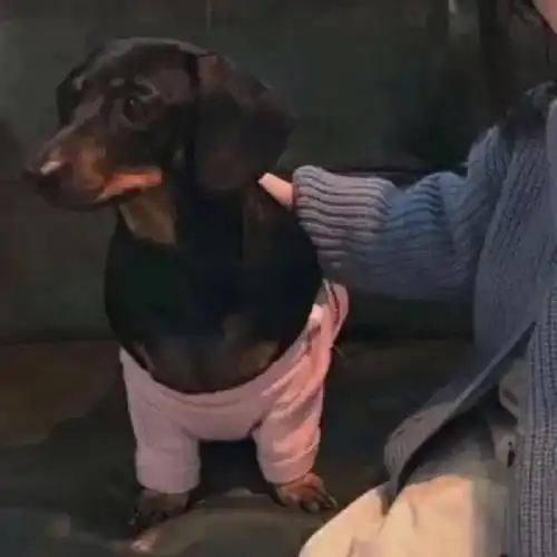 情头男朋友不是人系列