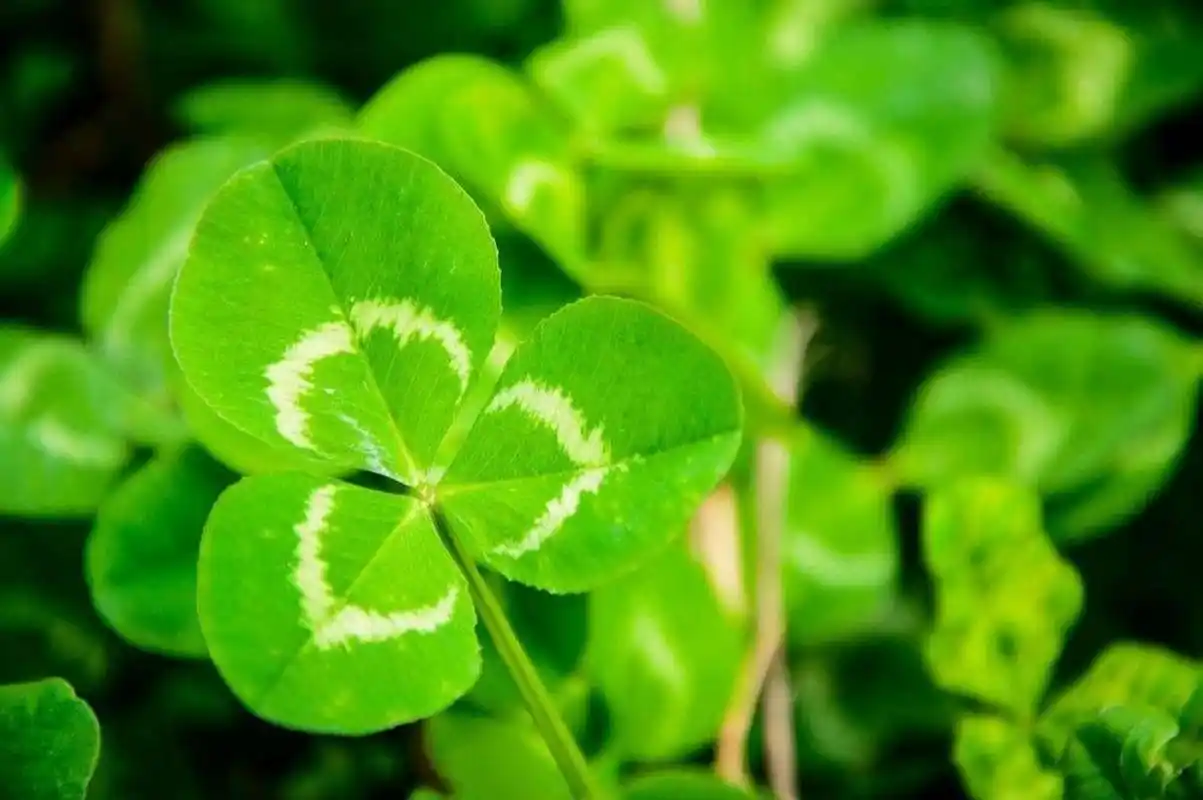 幸运草又名四叶草 幸运草又名四叶草,学名叫做苜蓿草,是一种多年生