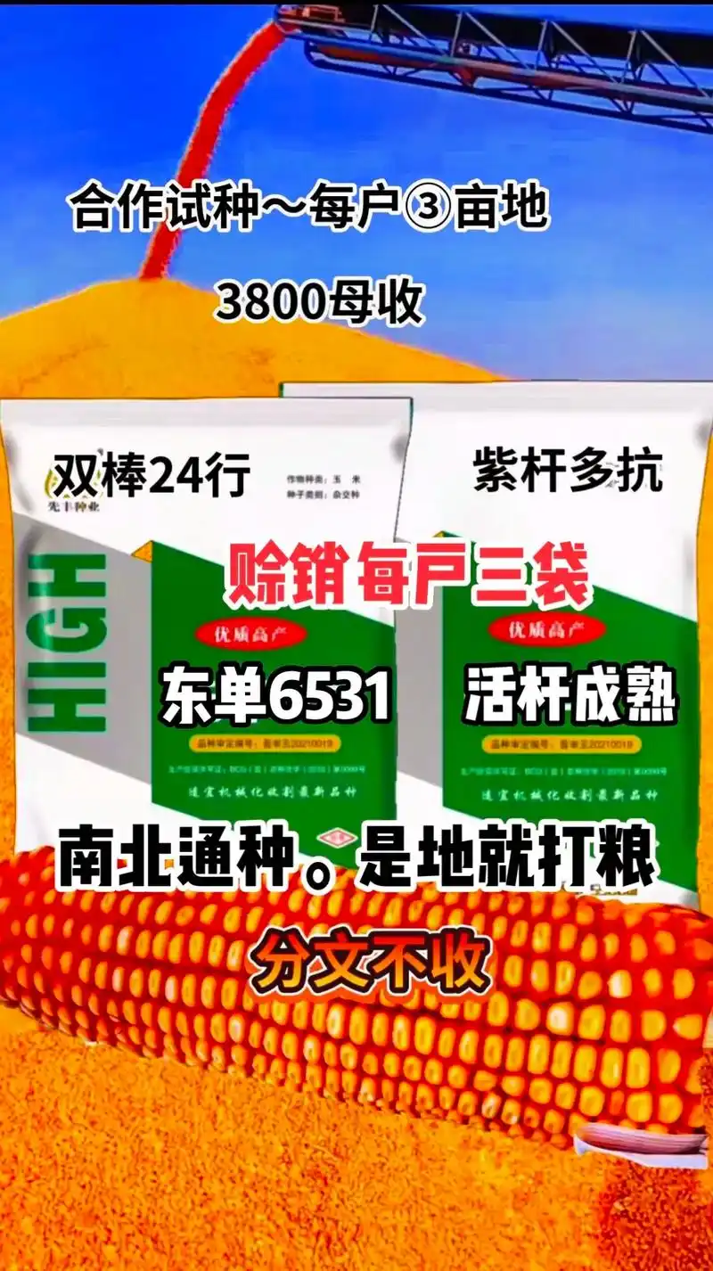 最新国审高产玉米种子 #紫根紫杆高产大棒 #抗倒先锋抗旱之 - 抖音