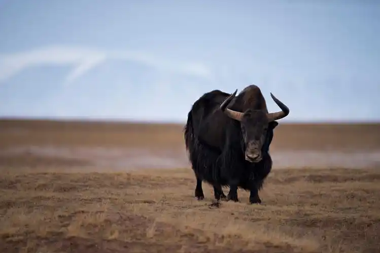 可可西里河边的野牛