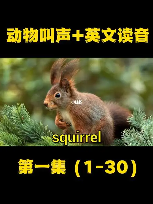 动物大全第一集动物叫声及英文读音