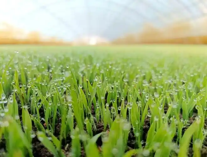 资料图:黑龙江鸡西,正值水稻育苗关键期,秧苗郁郁葱葱