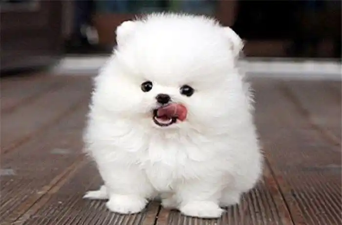 十大最温顺不拆家的狗!猜猜不拆家的狗有哪些?