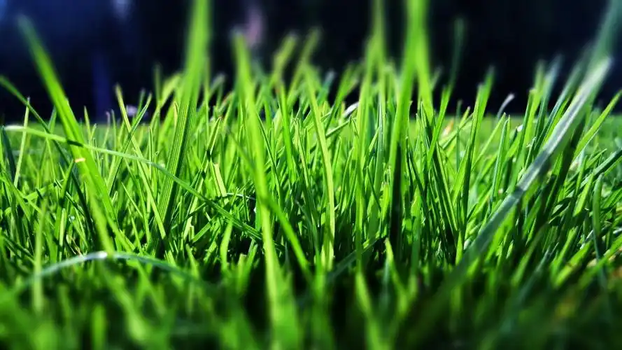 电脑壁纸 花卉 植物绿叶 绿色护眼植物