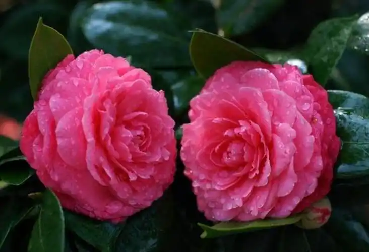 盘点10种常见又名贵的山茶花