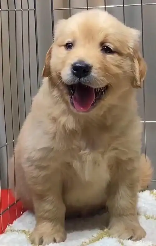 沙滩金金毛 枫叶金毛 纯种金毛幼犬 自提优惠