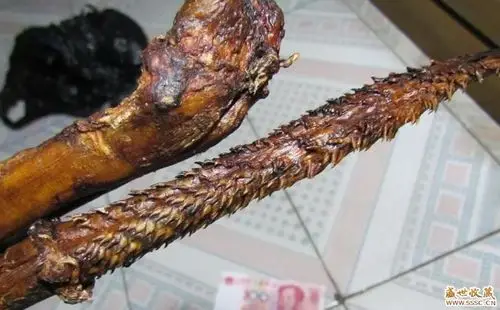 朋友收藏的动物鞭 有认识的吗?