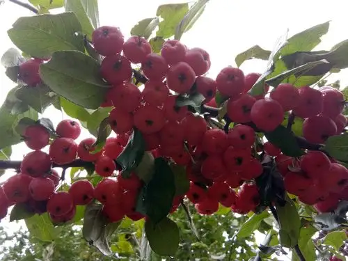 怀来八棱海棠的果实是什么样?能吃吗?