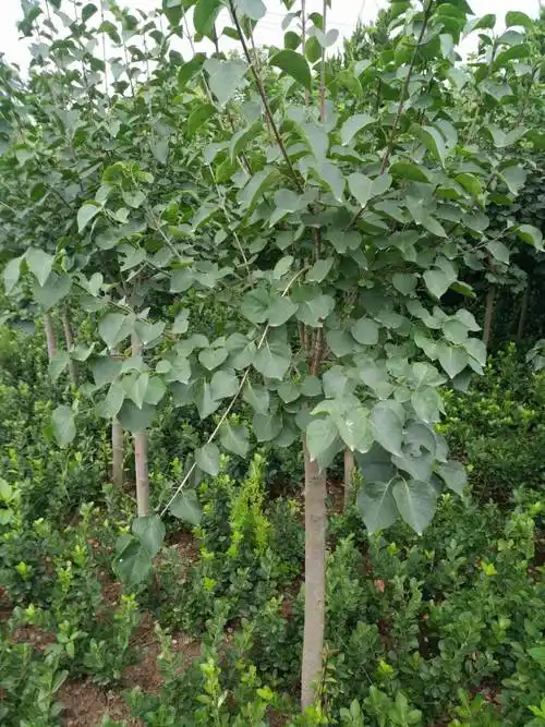 想了解 购买质优价低的丁香树苗常年自产自销丁香树,规格有地径2公分3