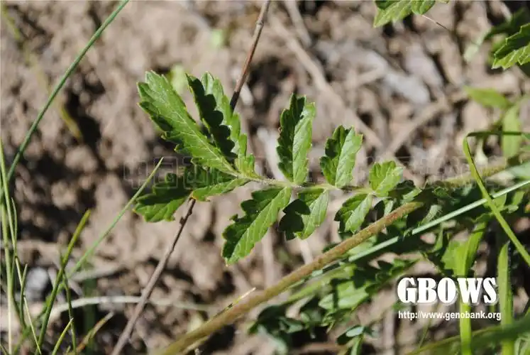 菊叶委陵菜potentillatanacetifoliawilldexschltdl