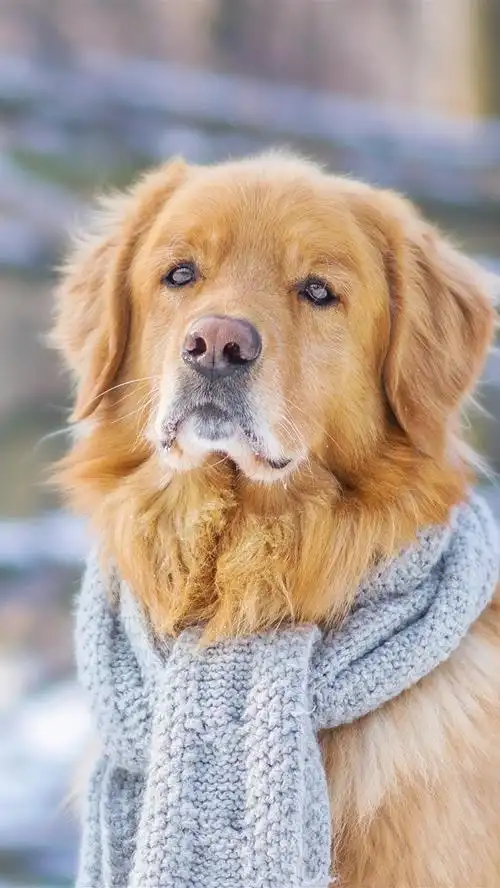 壁纸 狗,围巾,前视图 3840x2160 uhd 4k 高清壁纸, 图片, 照片