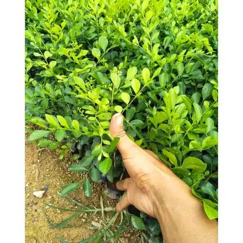 厂家直供七里香苗七里香小苗七里香袋苗七里香盆栽规格全