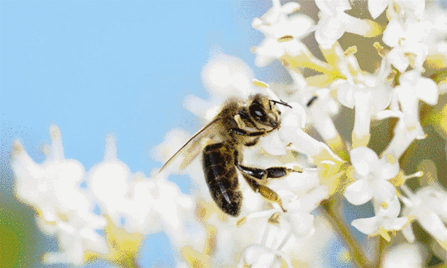 原来是这样呀牛角蜂怕机油味,蜜蜂不怕,可以在蜂桶涂抹机油.