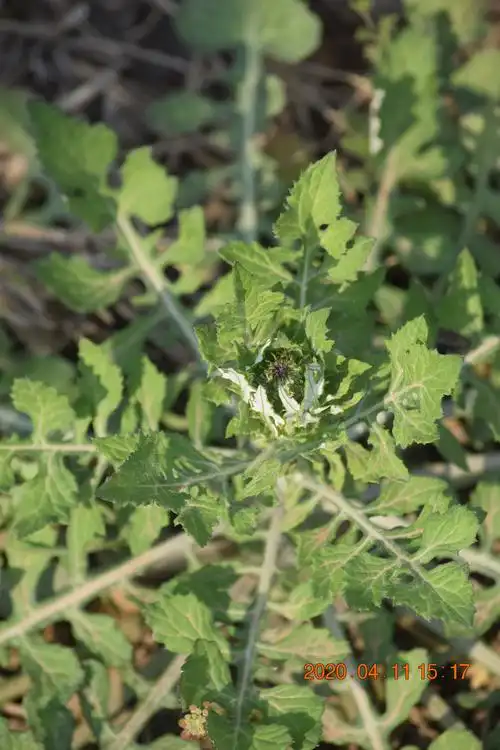 那草本无名,路边无人识