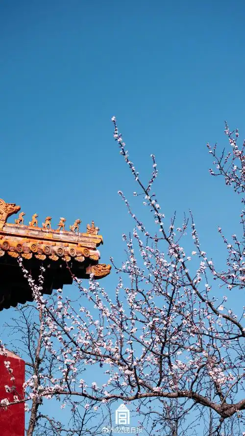 【唯美!#故宫发布杏花壁纸#】借暖风春水,照枝头新妆.