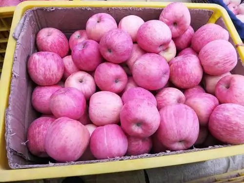 [红富士苹果批发] 2019新鲜水果陕西旬邑红富士苹果高原苹果脆甜价格6