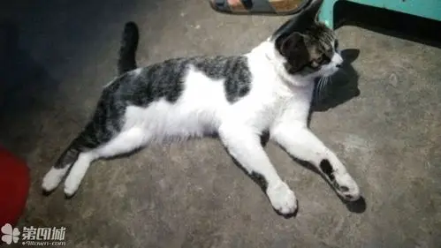 寻找"喵呜",三圣乡大碗面黑白灰土猫,1岁半,爱粘人,离家未归