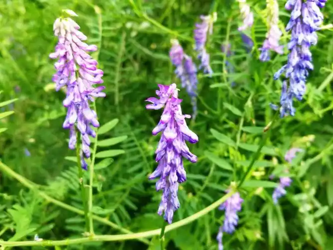日月峡植物--多茎野豌豆