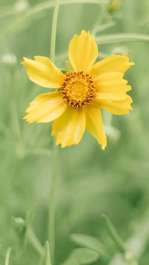 植物,养眼,清新,自然,花卉,护眼,手机壁纸,1080x1920清新绿色护眼手机
