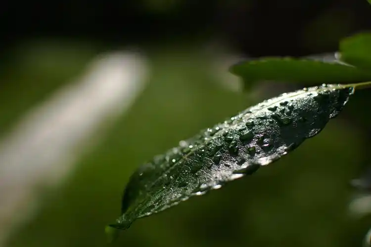 绿叶上的雨滴唯美意境绿色护眼壁纸大全