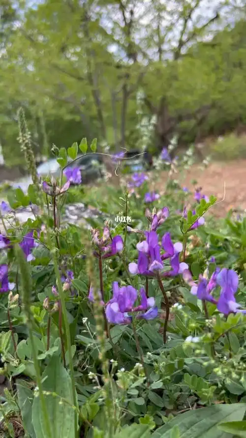 大花野豌豆