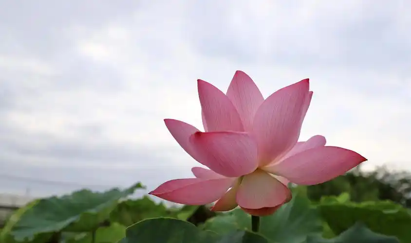 炎炎夏日.气温连续爬升.荷塘荷花悄悄绽放.找一处荷花盛开之地.