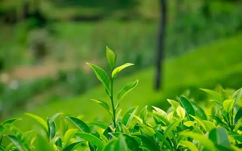 小清新茶叶绿色护眼高清桌面壁纸