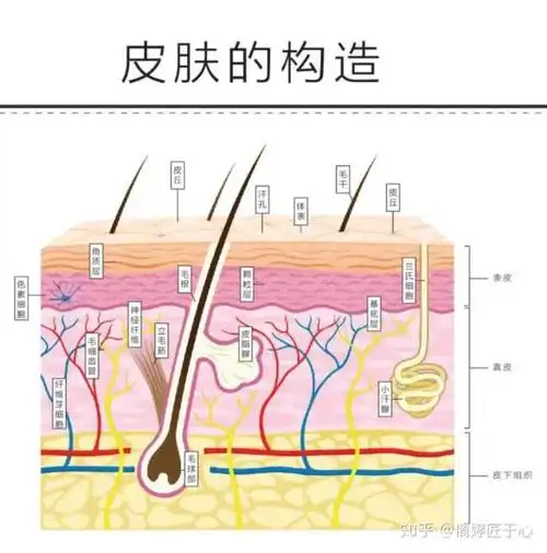倩婷匠于心 的想法: 虽然儿童皮肤的基本结构与成人差别不大