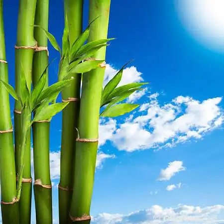 竹子图片_图片大全