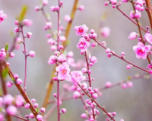 美丽的粉红桃花,树枝,春天 桌布 - 1280x1024