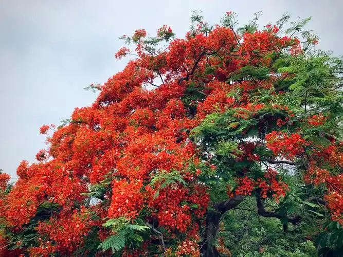 【出去走走】广州网红凤凰木开花啦