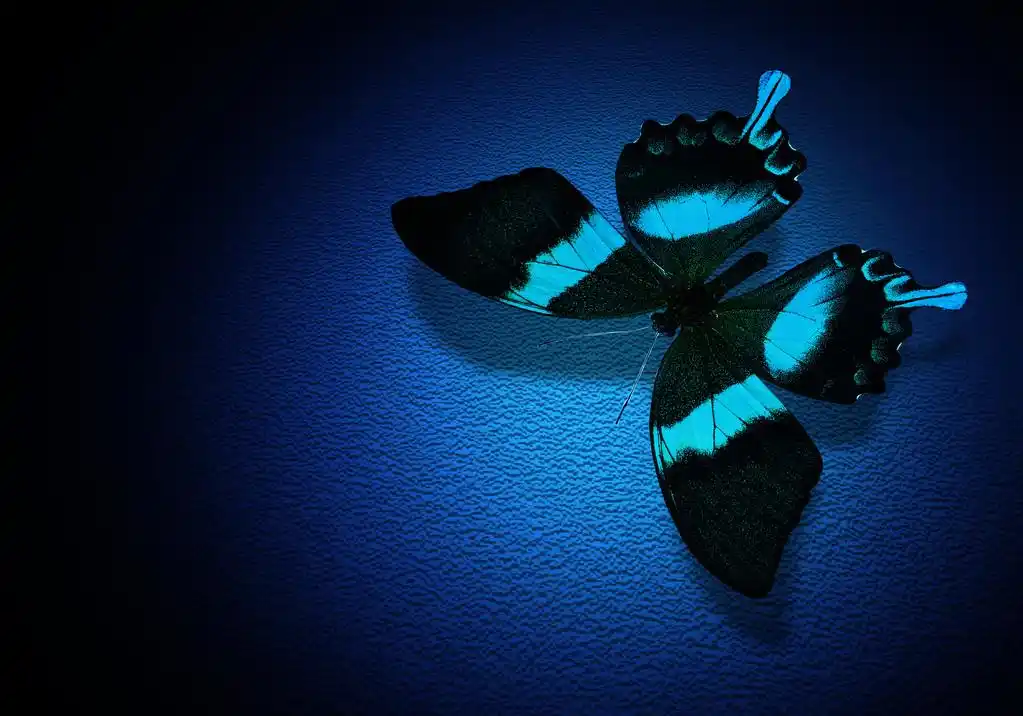 绿松石的蝴蝶,深蓝色背景上的绿松石蝴蝶