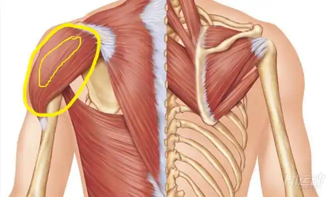 三角肌强化训练 8个锻炼肩膀肌肉的方法