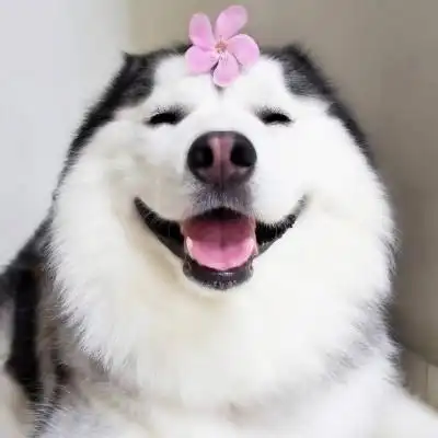 萌狗头像呆萌狗狗图片头像可爱