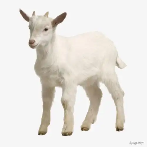 山羊u13png素材透明免抠图片-动植人物