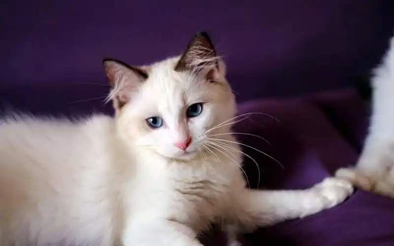 『布偶猫』你们能猜出这些小布偶长大后的样子嘛?