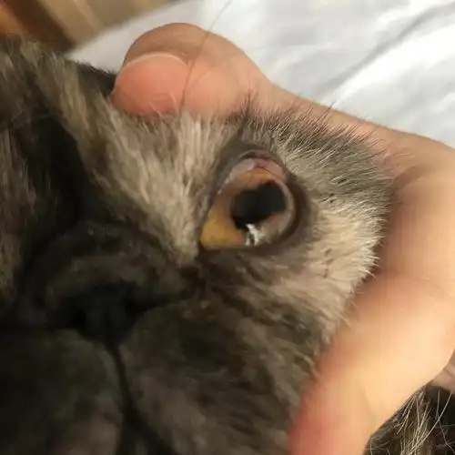 求助猫咪眼睛浑浊