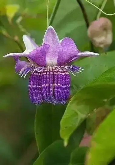 罕见太罕见了世上竟还有怎么稀奇古怪的花