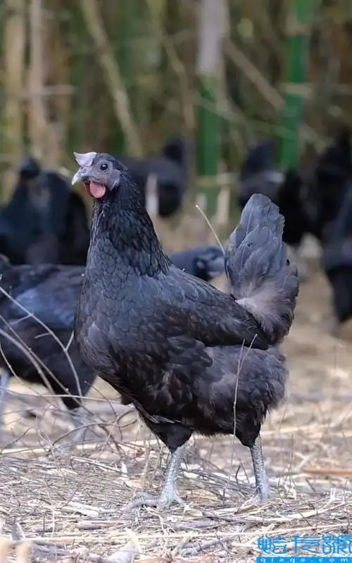 五黑鸡能长到几斤重(五黑鸡养几个月才下蛋)