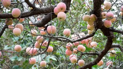 金秋沂蒙---硕果累累