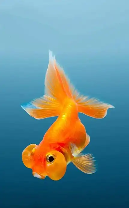 430_690竖版 竖屏