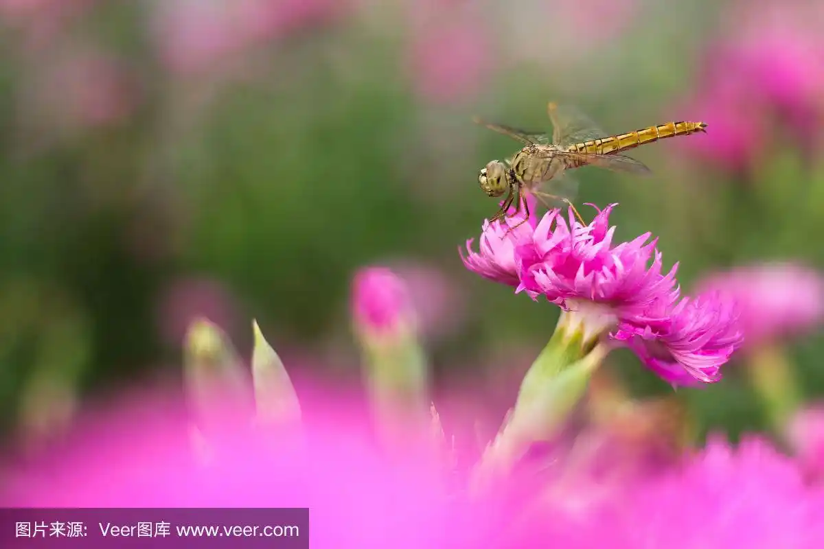 蜻蜓在粉红色的花上