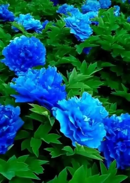 最漂亮的牡丹花图片