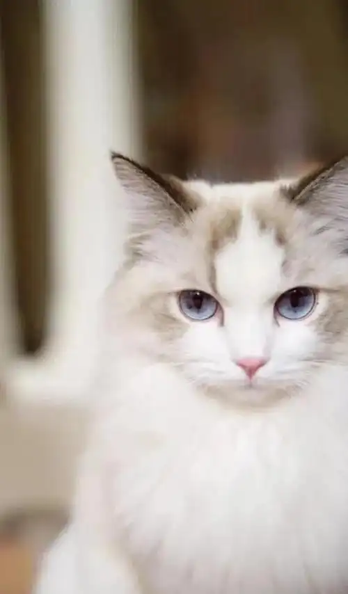 看,它眼睛里有星星～本文关键词:猫咪的图片大全,猫咪图片可爱呆萌,猫