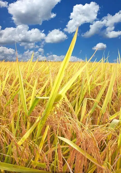 北方之北,假如我有一片稻田,宛如置身江南,能坐享田园风光,能让孩子