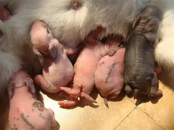 兔宝宝近照,没有毛发的