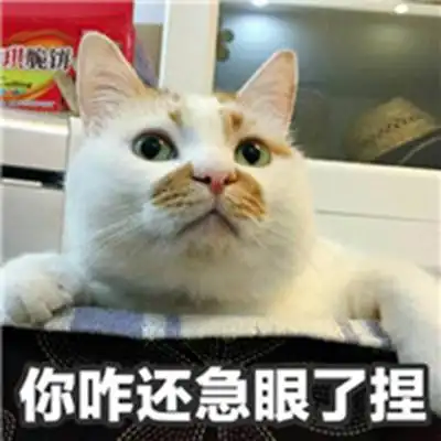 网红猫楼楼经典搞笑表情包图片大全