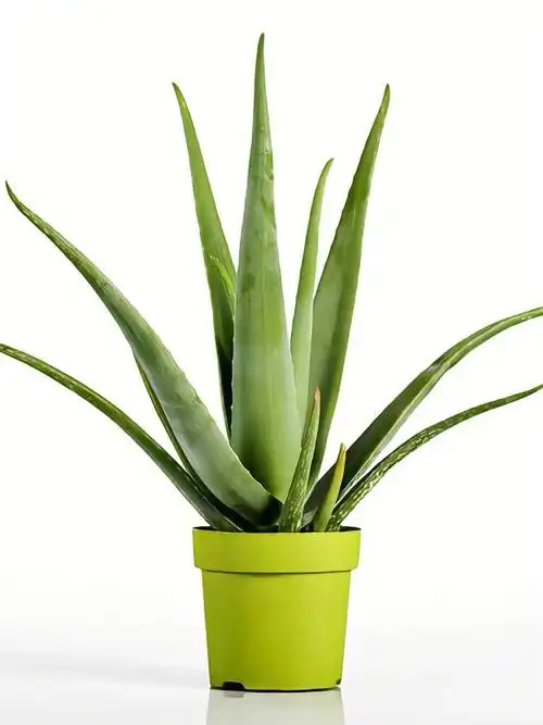 芦荟的食疗功效