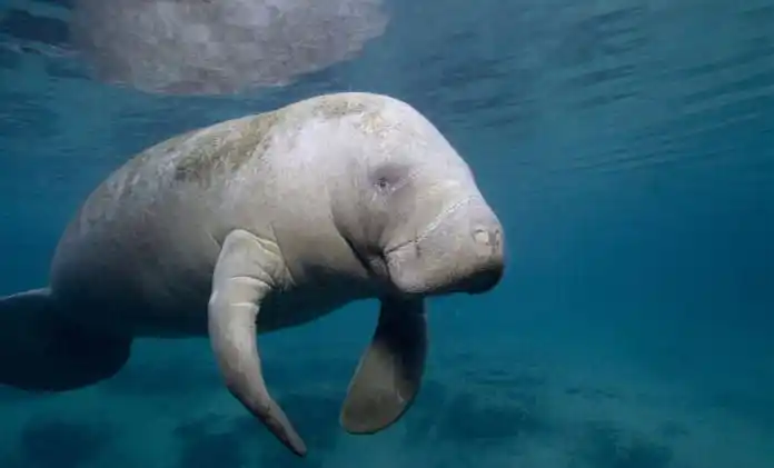 海牛为什么叫美人鱼?_酷知经验网